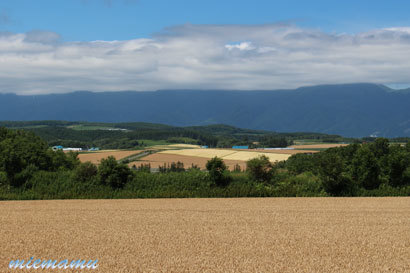 ロールのある風景〜7月の中富良野782.jpg