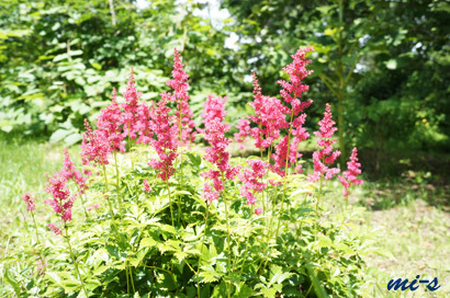六花の森2〜7月の帯広198.jpg