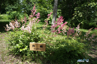 六花の森2〜7月の帯広200.jpg