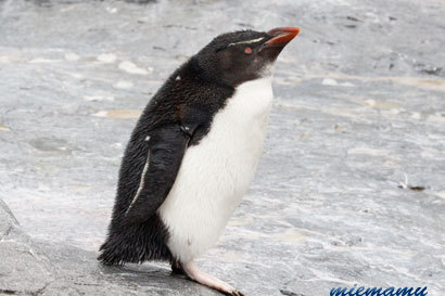 雪の中のペンギンさんたち〜旭山動物園1318.jpg